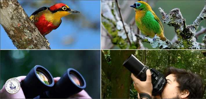 passaros porto mare floresta mata atlantica maresias 710x341 1